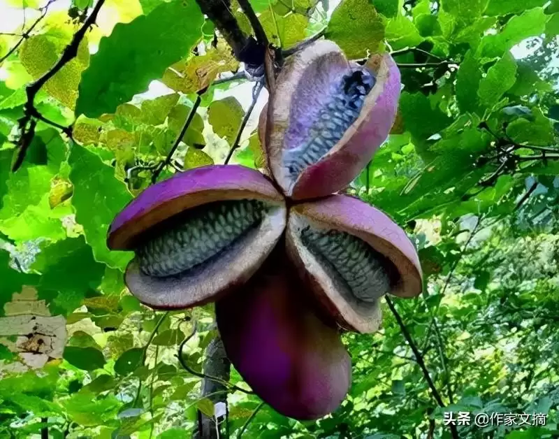 八月炸农村孩子的童年记忆插图2