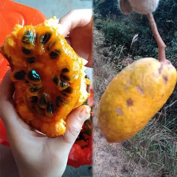 罕见野果“九月黄”再现，外形诱人价值高，错过等一年！插图6