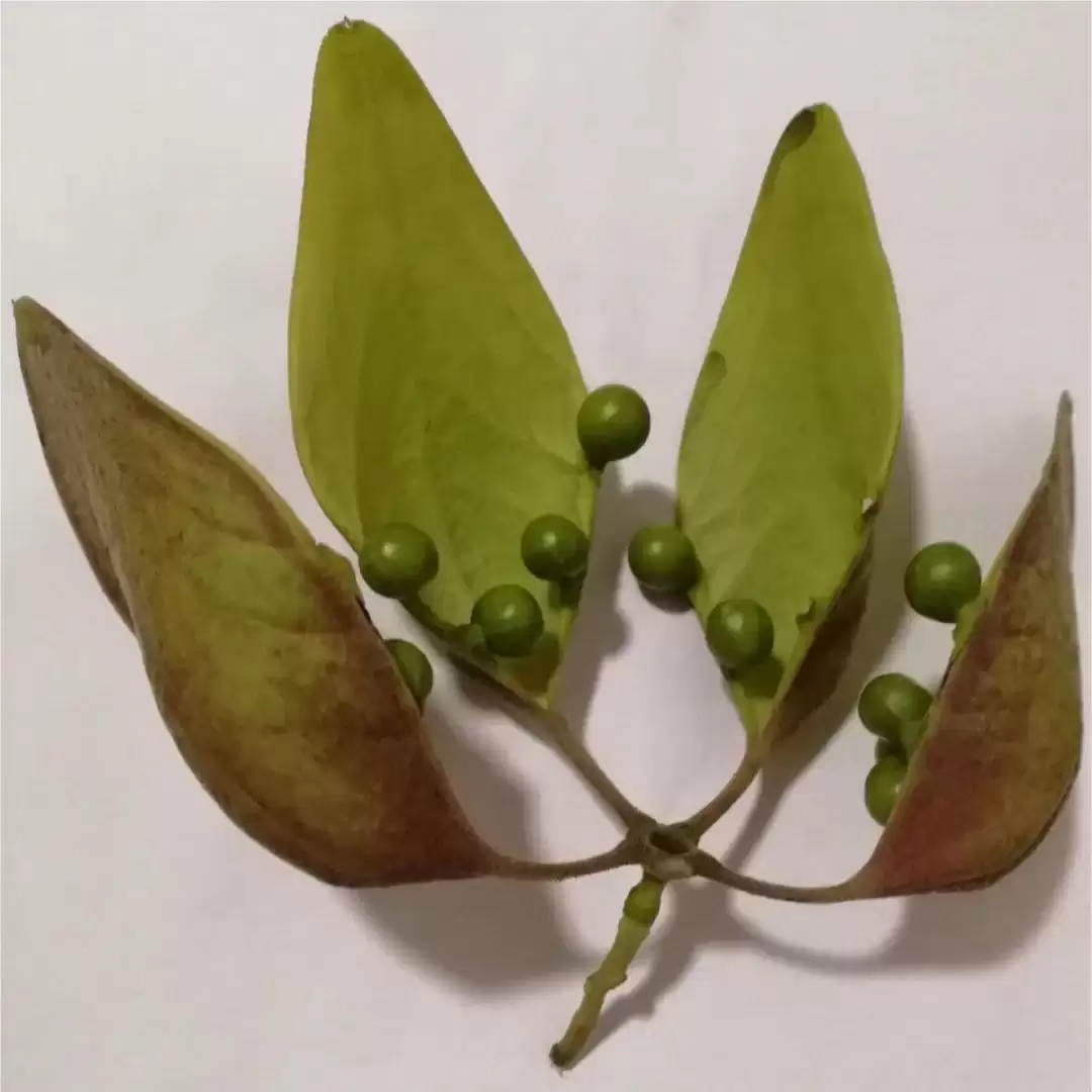 八月里话“八月瓜”：它竟能如此赚钱？插图22