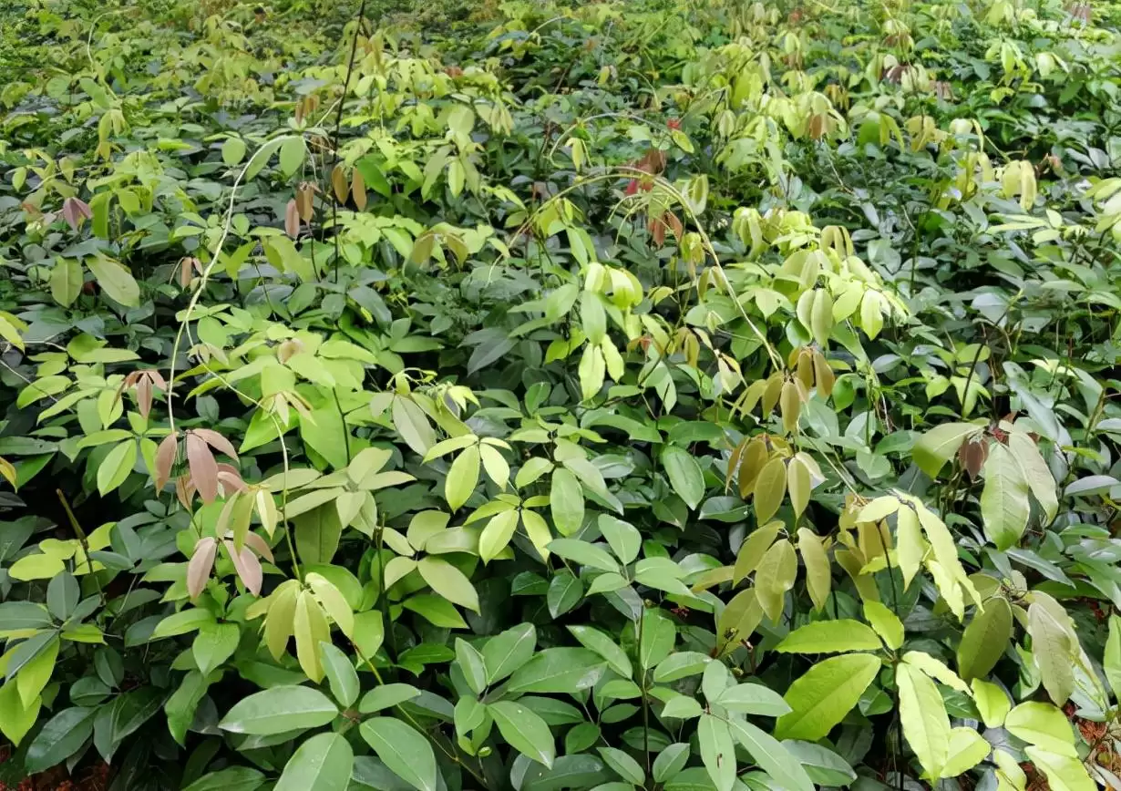 “九月黄”野果来袭！霜打后更加美味，错过可惜！插图5