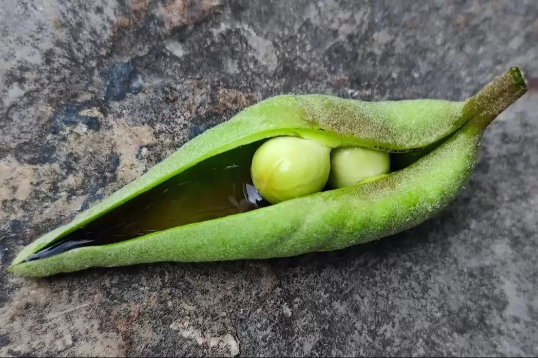 八月里话“八月瓜”：它竟能如此赚钱？插图20