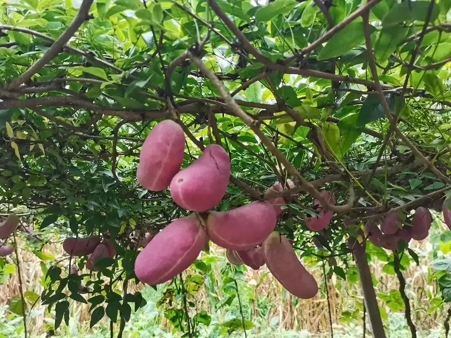 昭通彝良丰收节盛况!八月瓜喜获丰收,农民笑开颜!-会东网