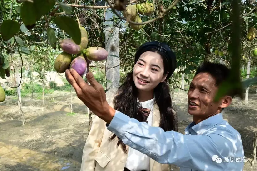 “八月炸”“九月黄”神奇水果在哪里?插图2 “八月炸”“九月黄”神奇水果在哪里?插图2