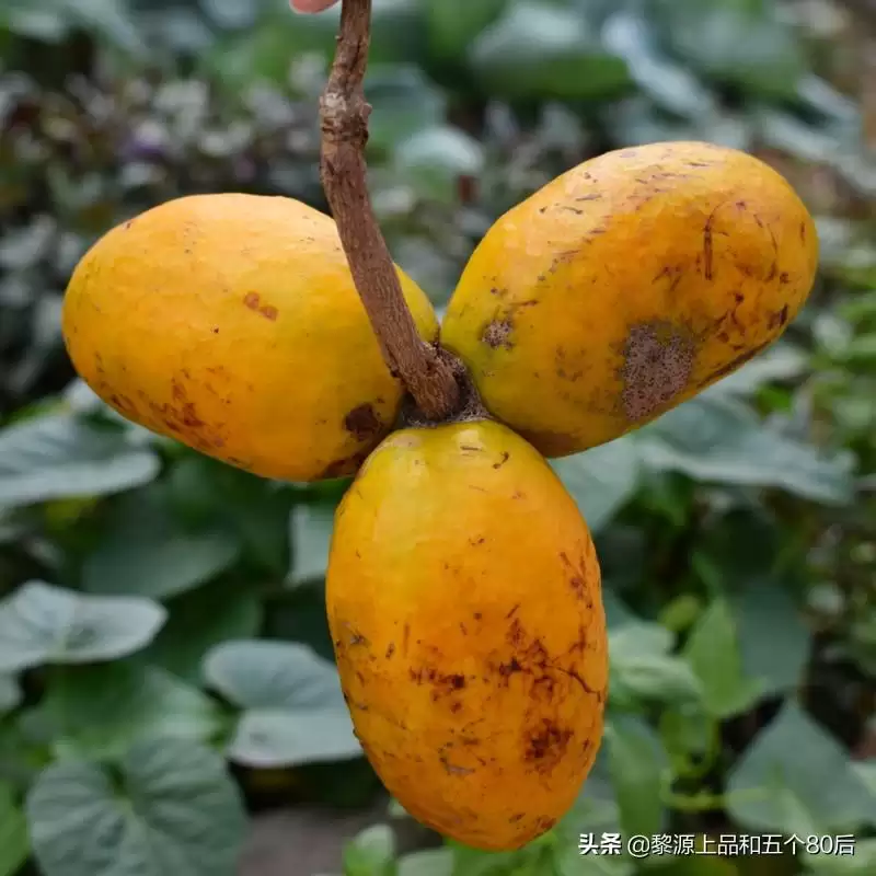 芒果还是野果？“九月黄”全身是宝，你知多少？插图1