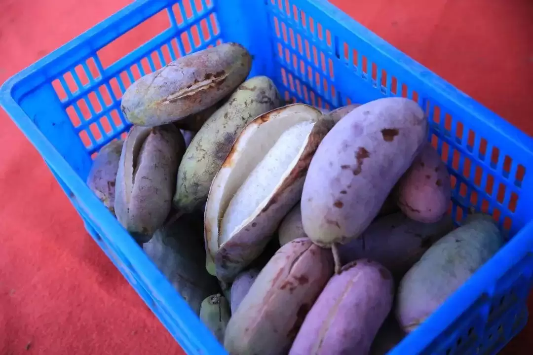 “黑老虎”“九月黄”……八月瓜的“朋友圈”扩容啦!插图2 “黑老虎”“九月黄”……八月瓜的“朋友圈”扩容啦!插图2