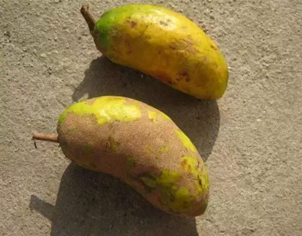 罕见野果“九月黄”再现，外形诱人价值高，错过等一年！插图2