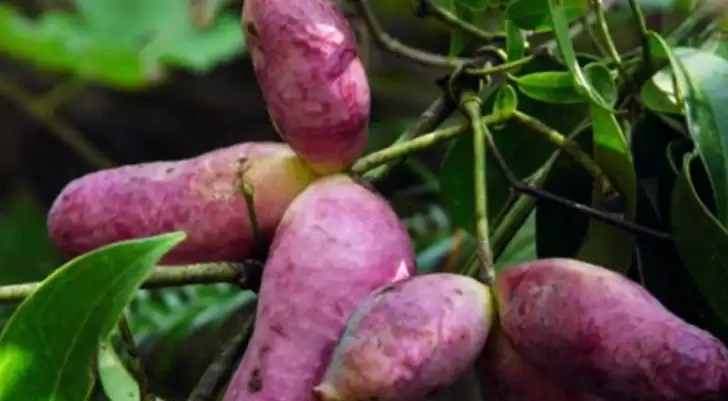 “八月炸”为何炸裂?农村野果背后的秘密大公开!-会东网