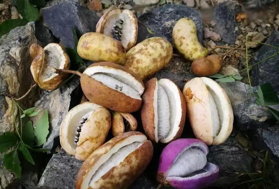 致富秘诀揭晓！这种会“爆炸”的野果，一斤竟卖10元！插图1