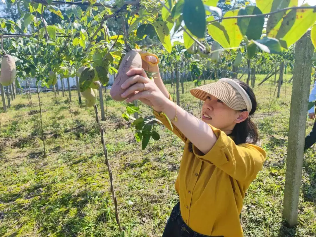 惊现“一碰就炸”的神奇野瓜,你敢挑战味蕾吗?插图1 惊现“一碰就炸”的神奇野瓜,你敢挑战味蕾吗?插图1