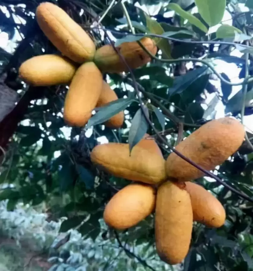 “九月黄”野果来袭！霜打后更加美味，错过可惜！插图1