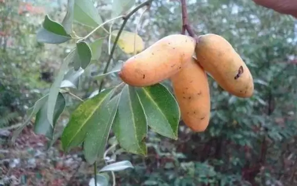 不可错过的美味野果，长得像肾，全身是宝！插图3