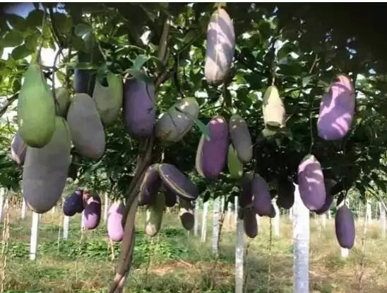 探秘八月瓜前世今生！它竟来自这里？插图2