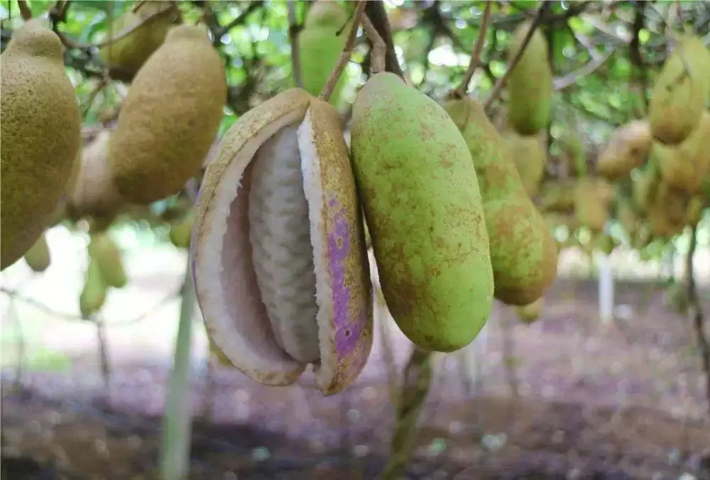 致富秘诀揭晓！这种会“爆炸”的野果，一斤竟卖10元！插图2