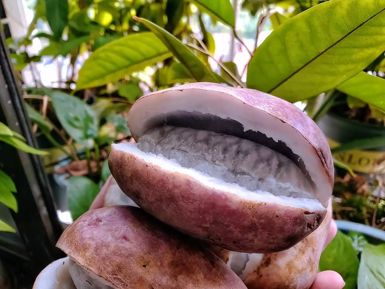 强肾果？八月瓜？揭秘这神奇野果的惊人功效！插图2