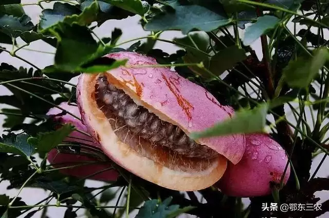 炸裂味蕾！农村大山深处的神秘野果“八月炸”，你敢尝吗？插图1