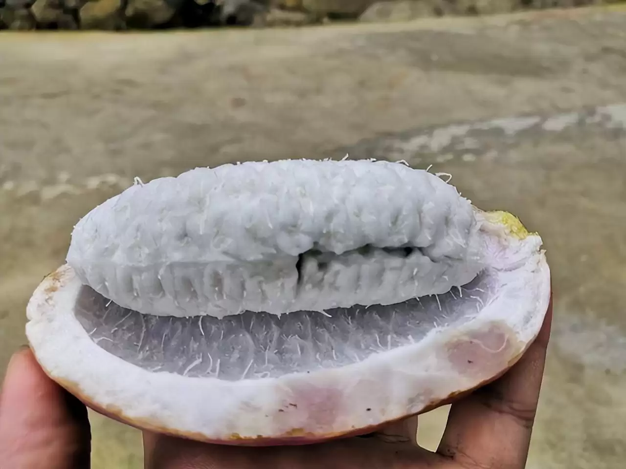 强肾果?八月瓜?揭秘这神奇野果的惊人功效!-会东网