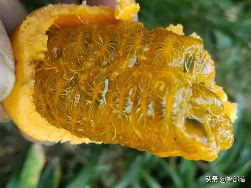 农村称之九月黄，常被认成八月瓜，80后儿时当零食，如今极其少见插图2