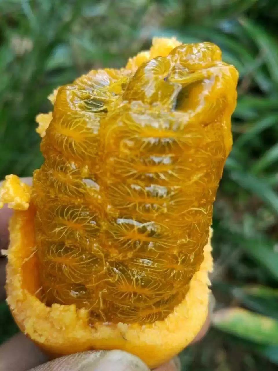 芒果还是野果?农村大山里的“八月炸”竟如此美味!-会东网