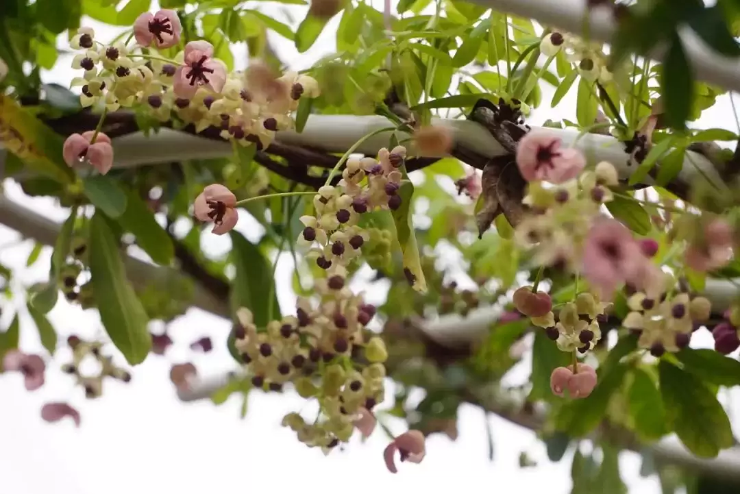 八月里话“八月瓜”：它竟能如此赚钱？插图26