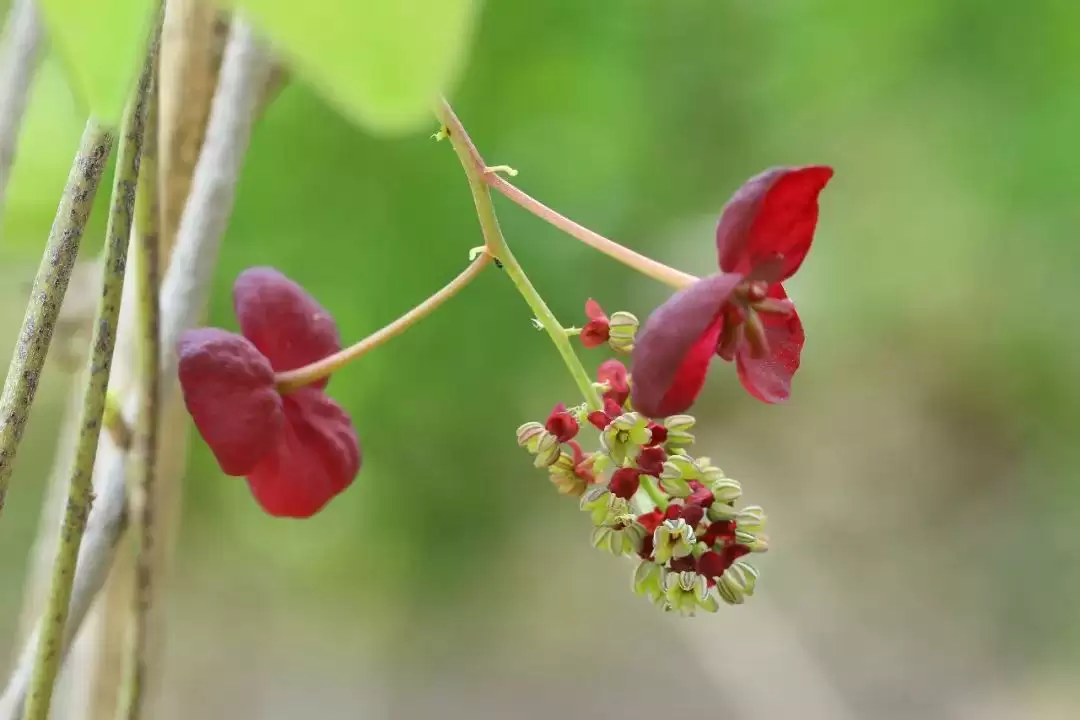 八月里话“八月瓜”：它竟能如此赚钱？插图23