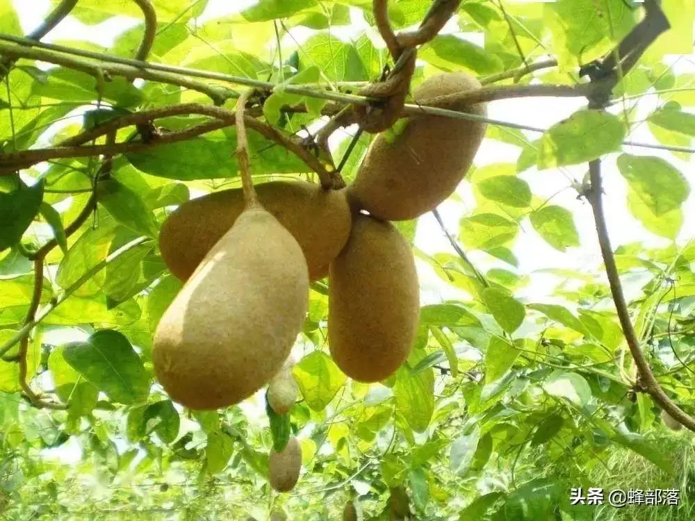 农村称之九月黄，常被认成八月瓜，80后儿时当零食，如今极其少见插图3