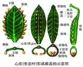 八月里话“八月瓜”：它竟能如此赚钱？插图18