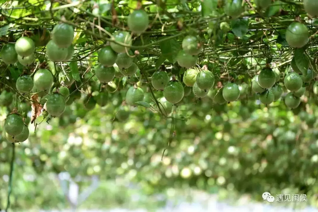 “八月炸”“九月黄”神奇水果在哪里?插图9 “八月炸”“九月黄”神奇水果在哪里?插图9