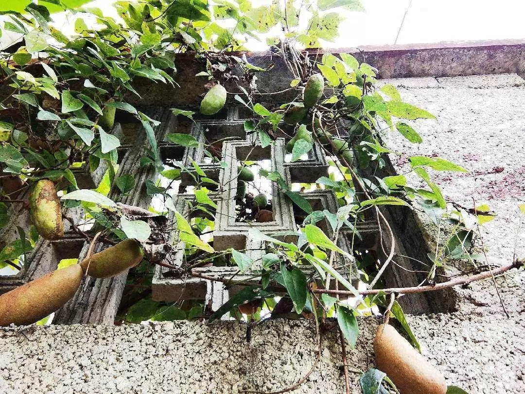 果实像牛腰子，人称八月炸，八月瓜，不可错过的美味野果快成熟了插图3