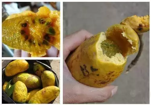 不可错过的美味野果，长得像肾，全身是宝！插图2