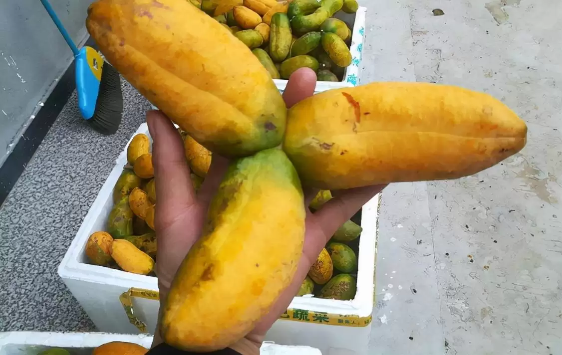 “九月黄”野果来袭!霜打后更加美味,错过可惜!-会东网