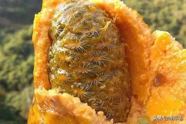 农村称之九月黄，常被认成八月瓜，80后儿时当零食，如今极其少见插图4