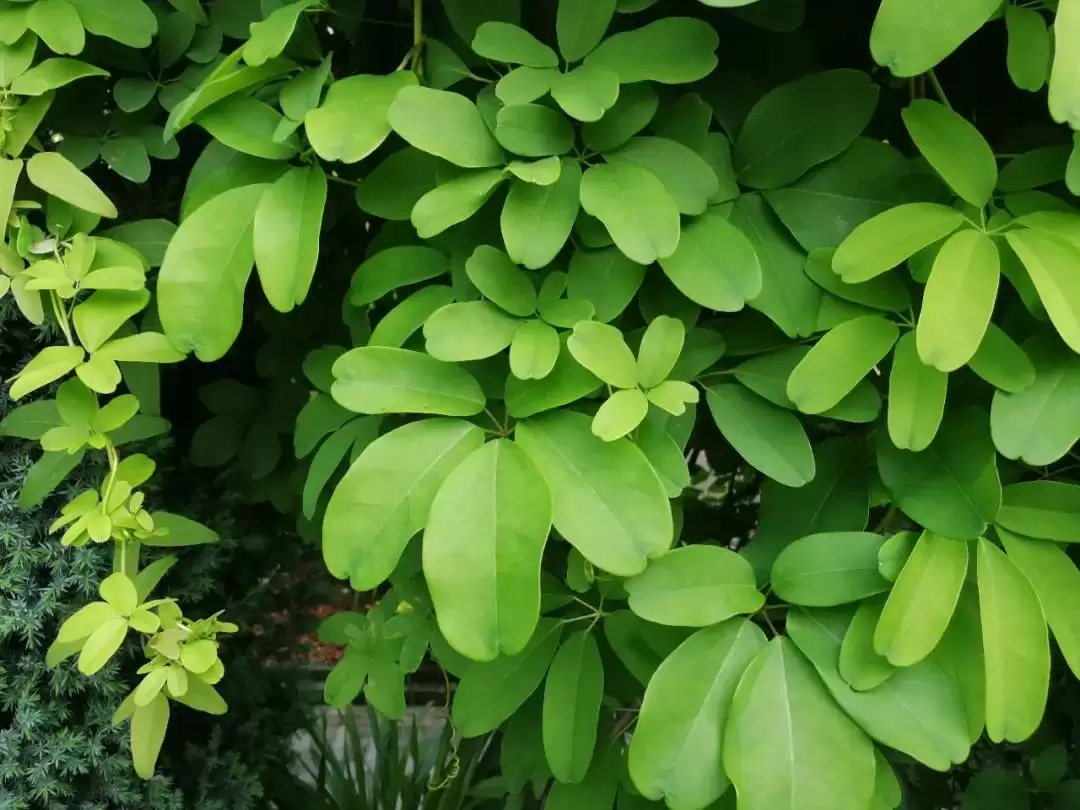 八月里话“八月瓜”：它竟能如此赚钱？插图4