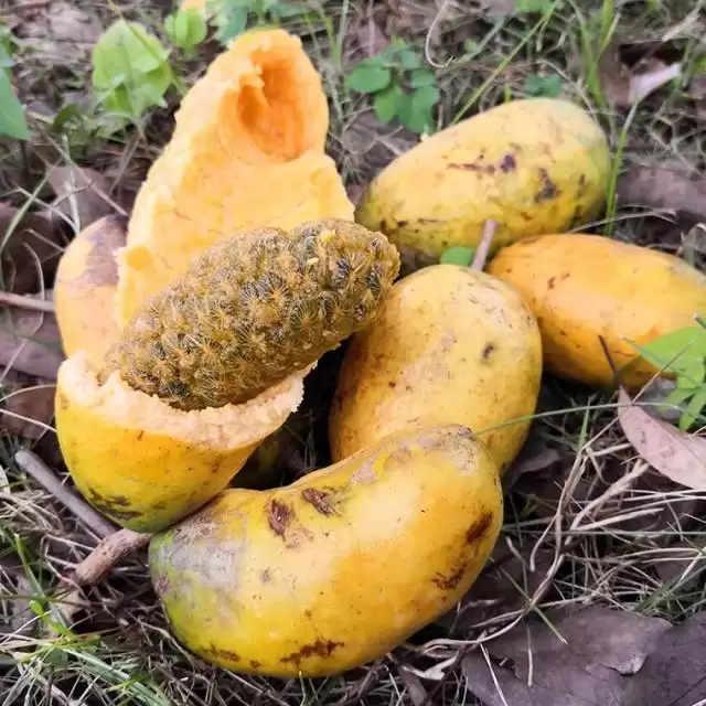 南方大山深处有一种野果，俗称“九月黄”，为何用处这么大？插图1