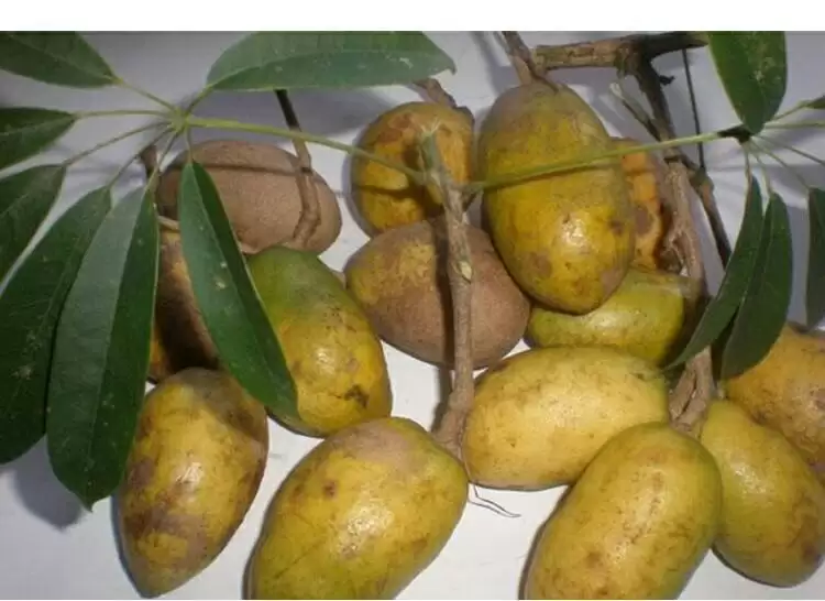 罕见野果“九月黄”再现，外形诱人价值高，错过等一年！插图3