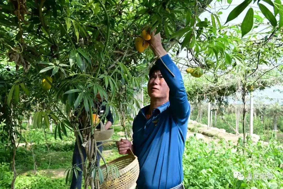 “八月炸”“九月黄”神奇水果在哪里?插图8 “八月炸”“九月黄”神奇水果在哪里?插图8