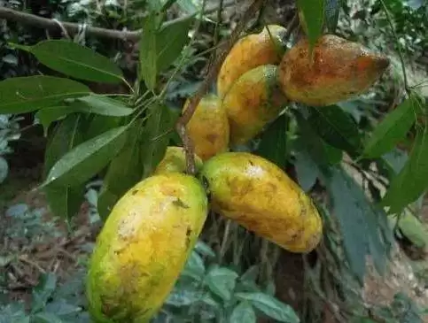 芒果还是野果？农村大山里的“八月炸”竟如此美味！插图2