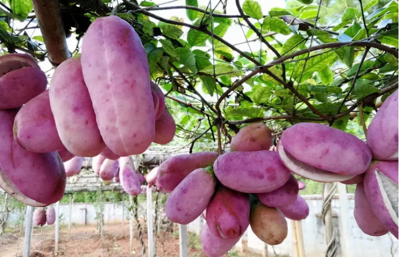 香蕉还是“八月炸”？这款野果让你重新定义水果的味道！插图1