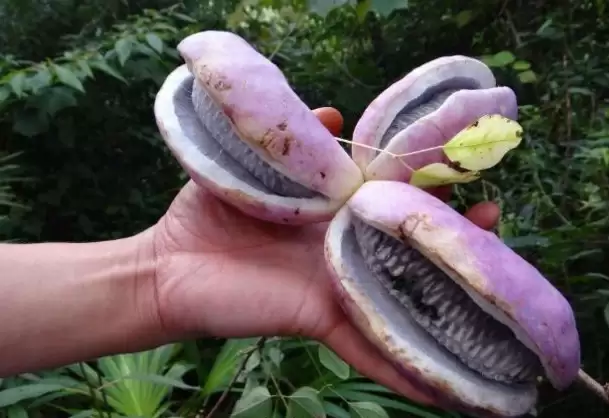 曾不起眼的“八月炸”，变身成“致富果”，1斤18元让不少人眼红插图3