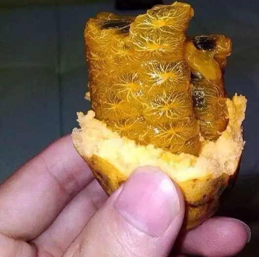 罕见野果“九月黄”再现，外形诱人价值高，错过等一年！插图5