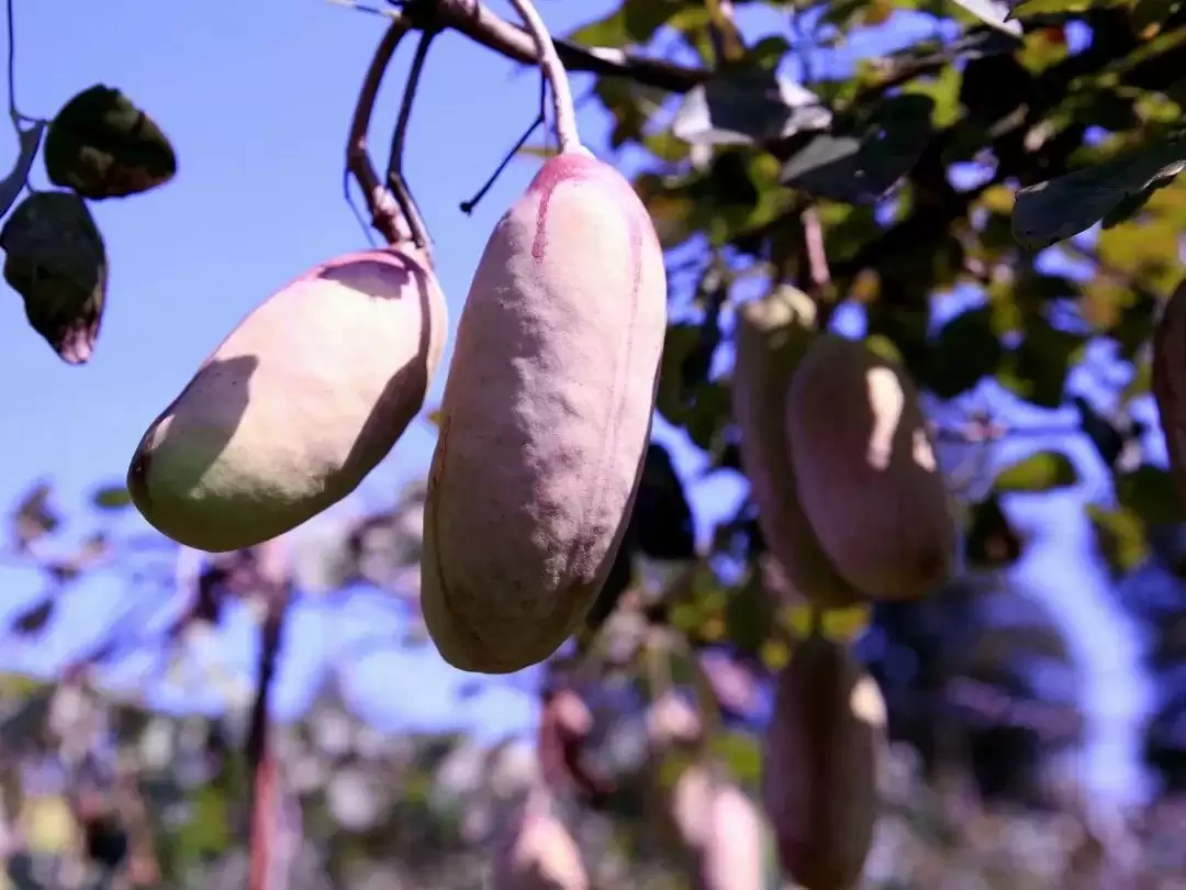 “黑老虎”“九月黄”……八月瓜的“朋友圈”扩容啦!插图1 “黑老虎”“九月黄”……八月瓜的“朋友圈”扩容啦!插图1