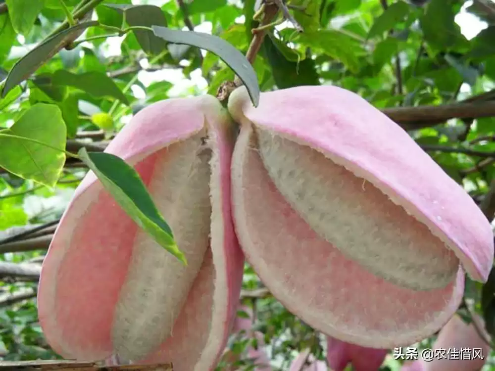 揭秘！亩产3000斤、亩收入8万的八月炸怎么种？插图3