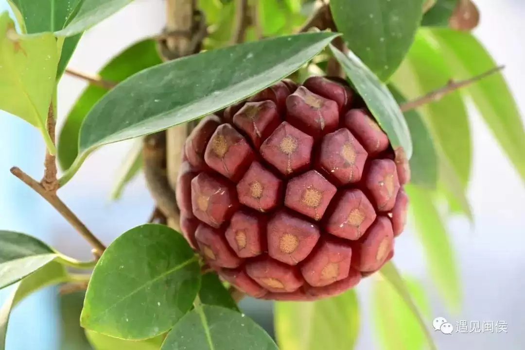 “八月炸”“九月黄”神奇水果在哪里?插图6 “八月炸”“九月黄”神奇水果在哪里?插图6