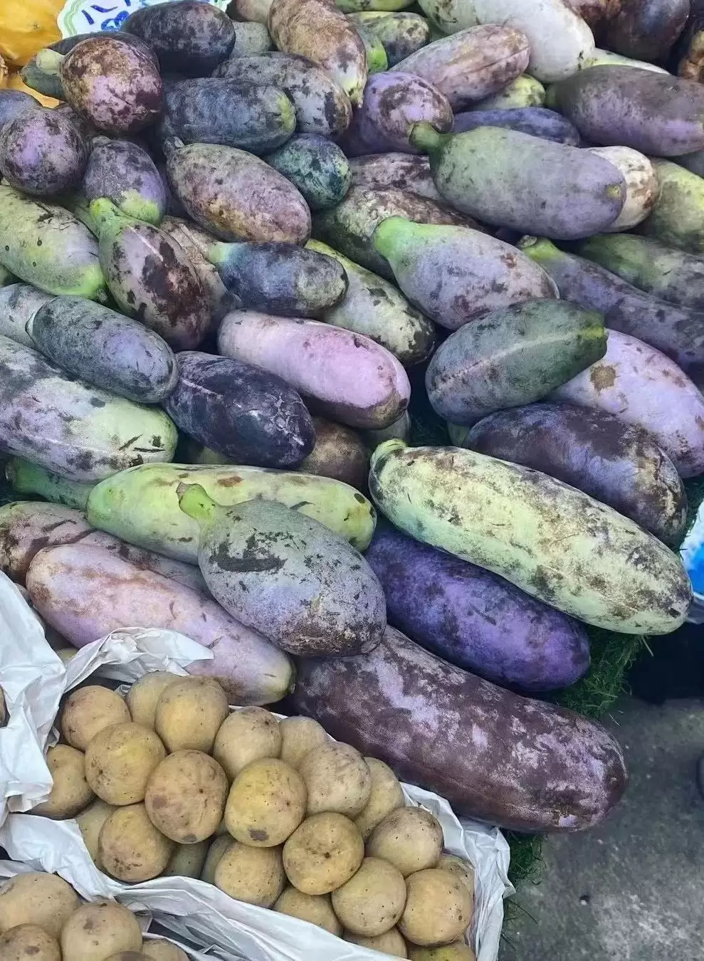 八月里话“八月瓜”：它竟能如此赚钱？插图1