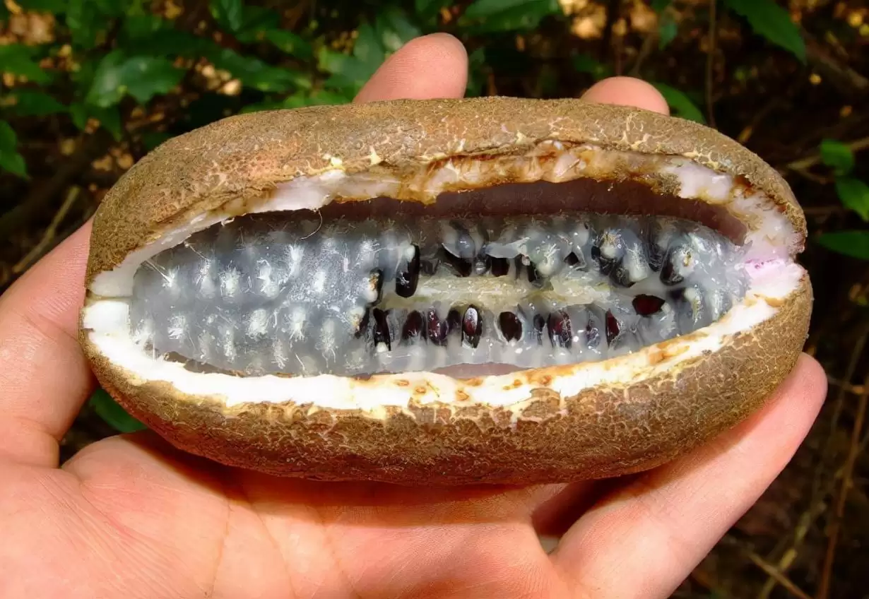 香蕉还是“八月炸”？这款野果让你重新定义水果的味道！插图4