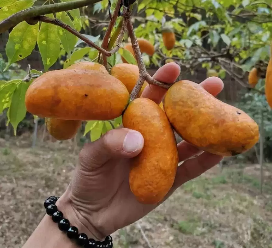 “九月黄”野果来袭！霜打后更加美味，错过可惜！插图3