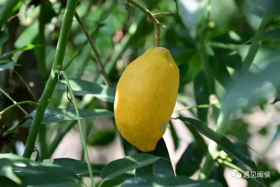 “八月炸”“九月黄”神奇水果在哪里?插图3 “八月炸”“九月黄”神奇水果在哪里?插图3