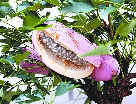 神秘水果“八月炸”曝光,你尝过这大自然的馈赠吗?插图1 神秘水果“八月炸”曝光,你尝过这大自然的馈赠吗?插图1