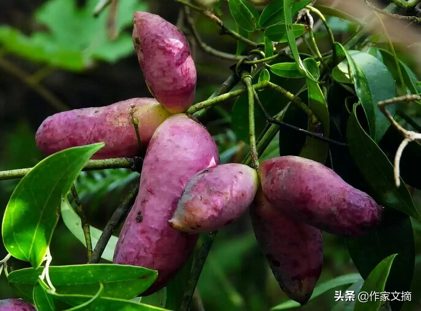 八月炸农村孩子的童年记忆插图1