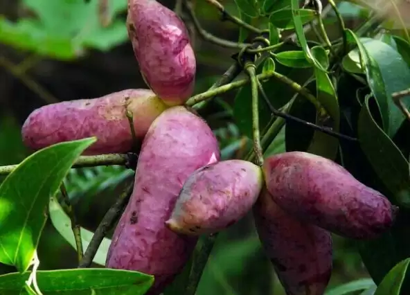 曾不起眼的“八月炸”，变身成“致富果”，1斤18元让不少人眼红插图5