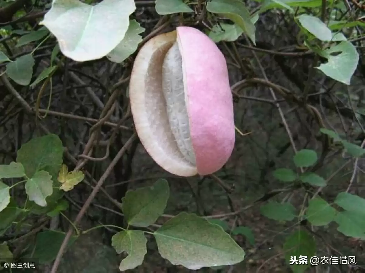 揭秘!亩产3000斤、亩收入8万的八月炸怎么种?-会东网